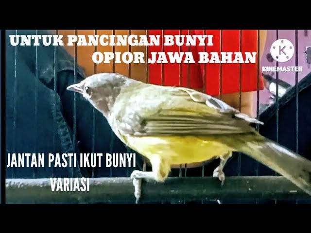 SUARA BURUNG ‼️ OPIOR JAWA GACOR DI PAGI HARI@KICAU_CHANEL24 class=