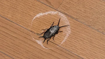 塩焼き ゴキブリ