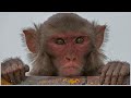 Top 15 des faits tonnants sur les macaques rhsus