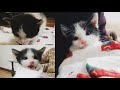 Kitten looking for a mama cat|Kitten crying for mom|