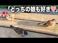 やみくもに婚活しまくるオス雀＆塩対応するメス雀との温度差がスゴすぎました