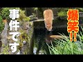大笑い!2匹の猫が、それぞれ馬鹿なことをするし、飼主もおバカですw 猫散歩