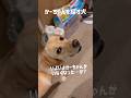 かーちゃんを探す犬★#shorts #labradorretriever #ラブラドールレトリバー #dog #可愛い #癒し #cute #大型犬 #ぼんちゃん