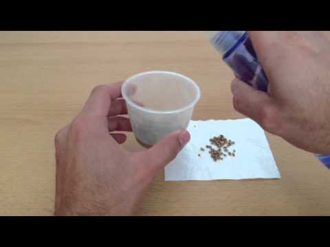 Video: La estratificación de semillas es Semillas: preparación para la siembra