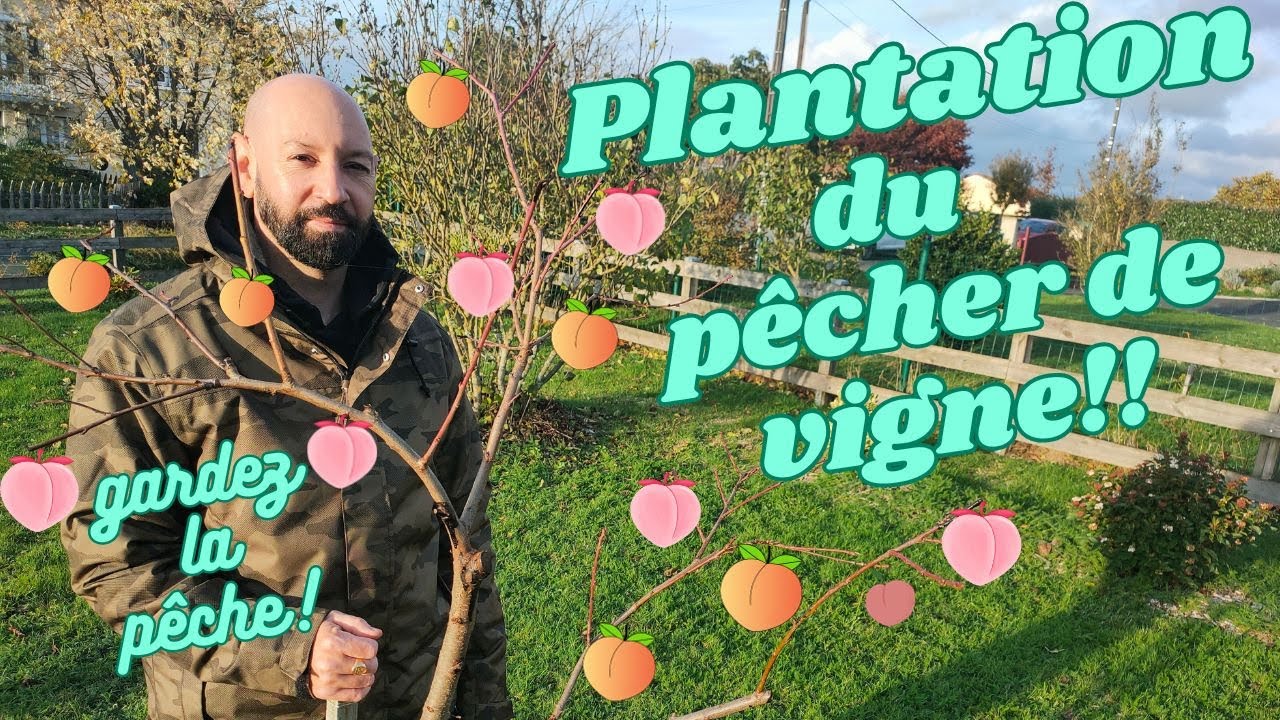 Comment planter un pêcher de vigne (en automne) YouTube