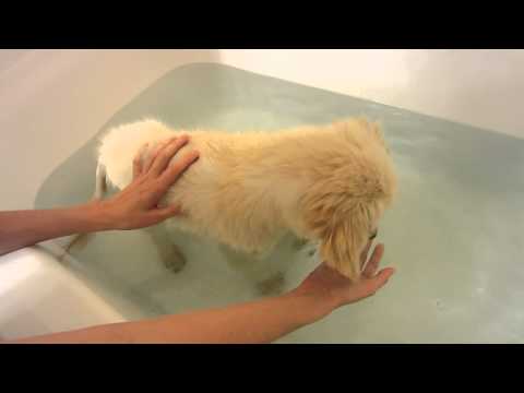 Puppy Going In A Bath Tub Full of Water For The First Time - English Cream Golden Retriever