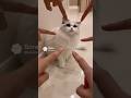 Cat Gets Mad When Touched… Then Everyone Points!😍😍😍 #catsoftiktok #cute #viral #fyp #cat