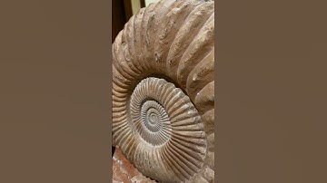 Ammonite shell
