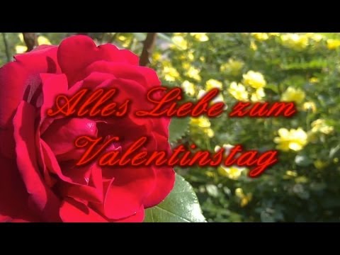 Liebe Valentinsgrüße an Dich  ❤ Wenn die letzte Rose verblüht ist , erst dann.....❤