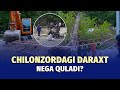 Daraxt qulab 1 yoshli bolani oldirdi