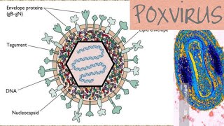 Poxvirus microbiology