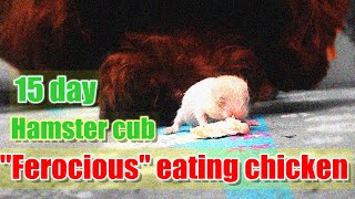 [Hamster] 15-day-old hamster pups eat chicken violently|| Hamster Care ||