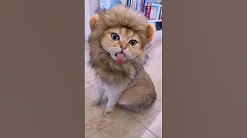 FUNNY CAT VIDEOS 🤣🤣 #shorts