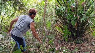 Download Lagu kebun jadi hutan semak belukar seperti ini MP3