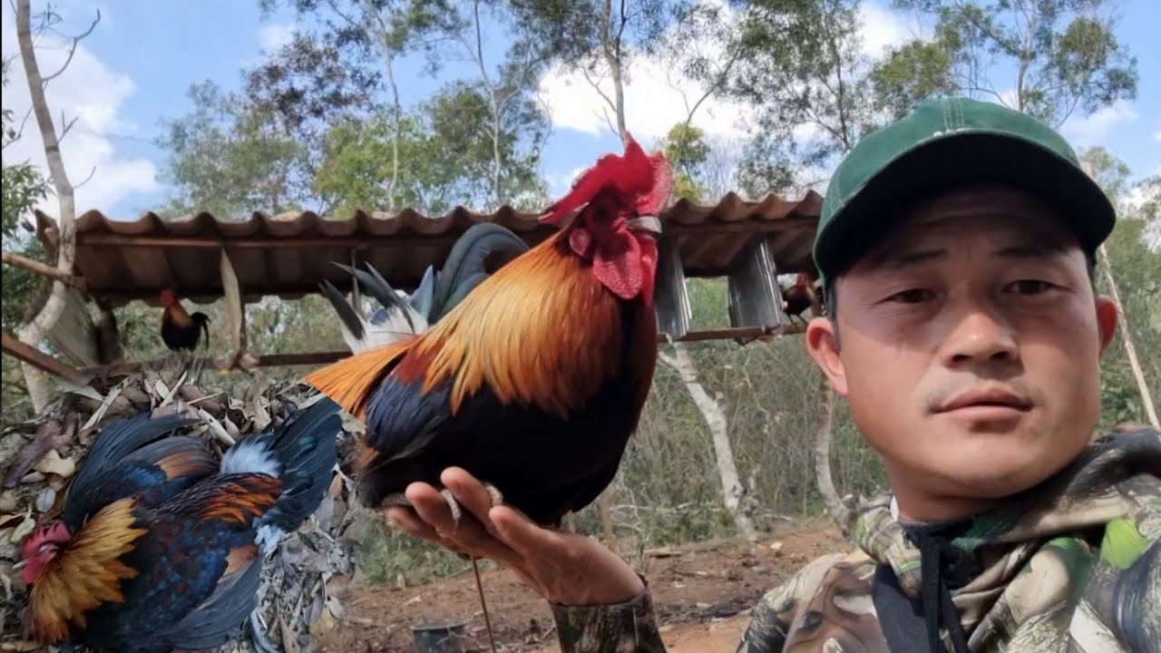 Hnub no coj peb mu Dib qaib qu nawj qaib qu coob kawg li