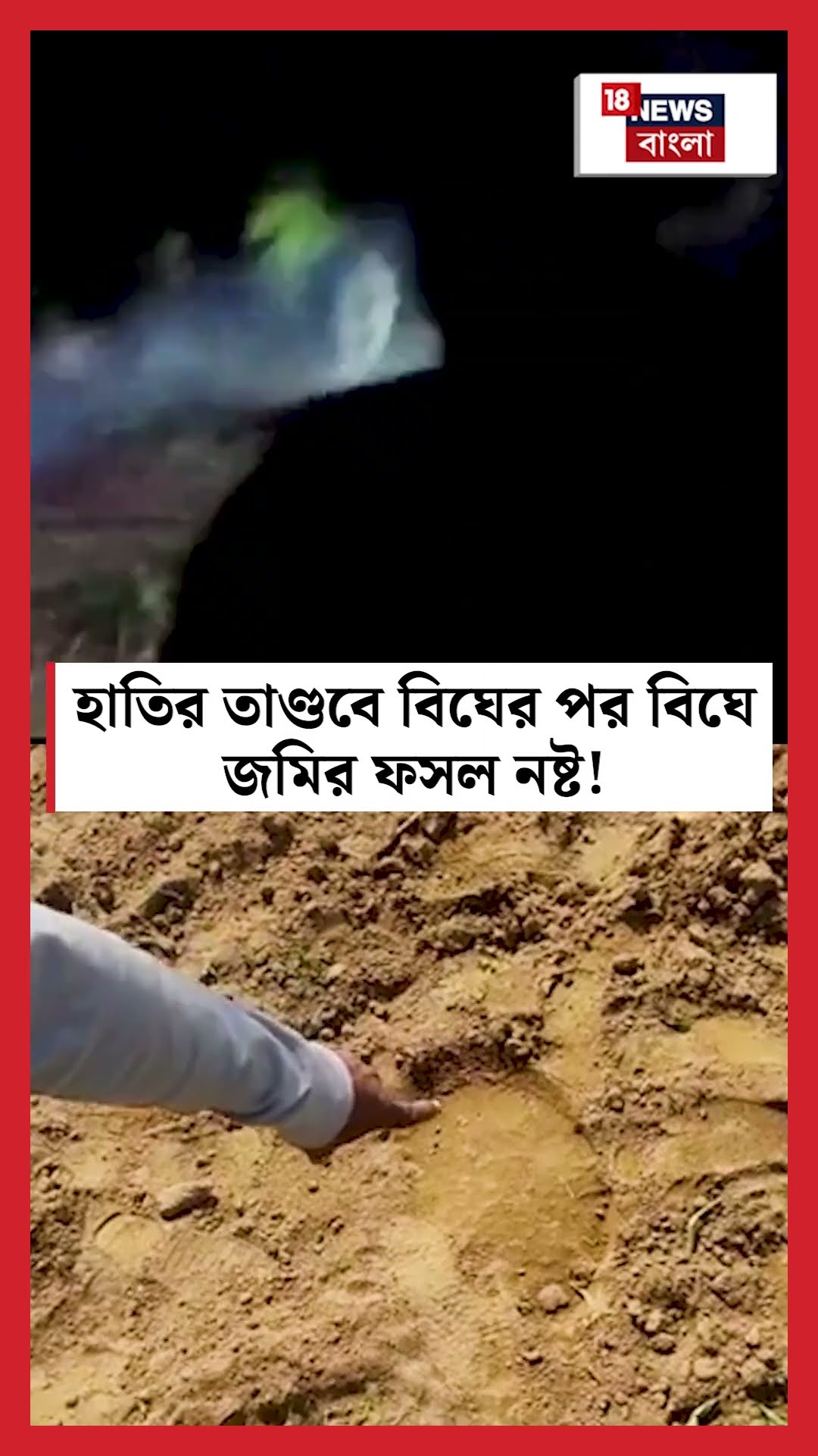 Jhargram এ হাতির তাণ্ডবে বিঘের পর বিঘে জমির ফসল নষ্ট! N18S #shorts