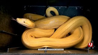 Python Caught In Oklahoma City Neighborhood