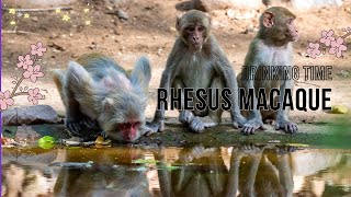 Rhesus macaque | rhesus monkey | thirsty monkeys