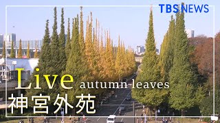 【LIVE】明治神宮外苑 いちょう並木 ライブカメラ / Jingu Gaien, Tokyo（2021年11月18日）