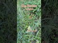 resting fawn - moments