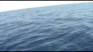 Delfines