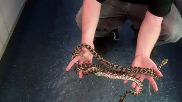 BAYOU BOB AND THE FLAWLESS COASTAL CARPET PYTHONS!