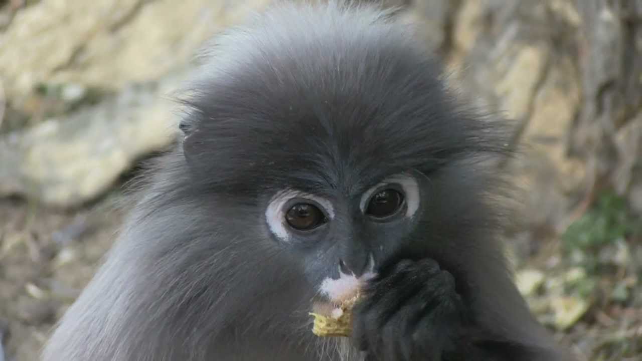 ダスキールトン Web猿図鑑 猿 Com ダスキールトン Web猿図鑑 猿 Com