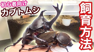 カブトムシ 飼育方法 交尾〜産卵セットまで【カブトムシ飼育】初心者向け