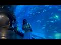 Calm Aquarium Experience 🐟 Soothing Underwater Life in Soft Blue Light