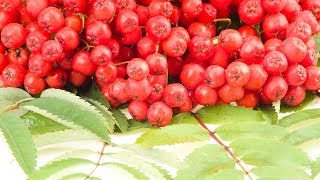 Does Eating Berries Help You Lose Weight? - Red Berries For Weight Loss