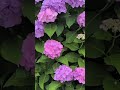 紫〜赤っぽい〜紫陽花〜