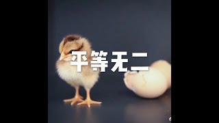 201801 平等无二23078