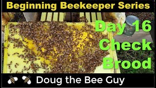 Beginning Beekeeping Series Episode 13: Checking for Brood and Queen Bee Supersedure