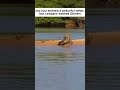 Leopard Sneaks Up on Crocodile… What Happens Next 😳 #WildlifeAttack #crocodile #leopard #viral