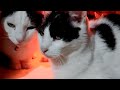 こたつの中の猫ライブ 200118