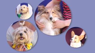 Woofstock 2013 Toronto - Largest Festival for Dogs The Dogs of Kijiji