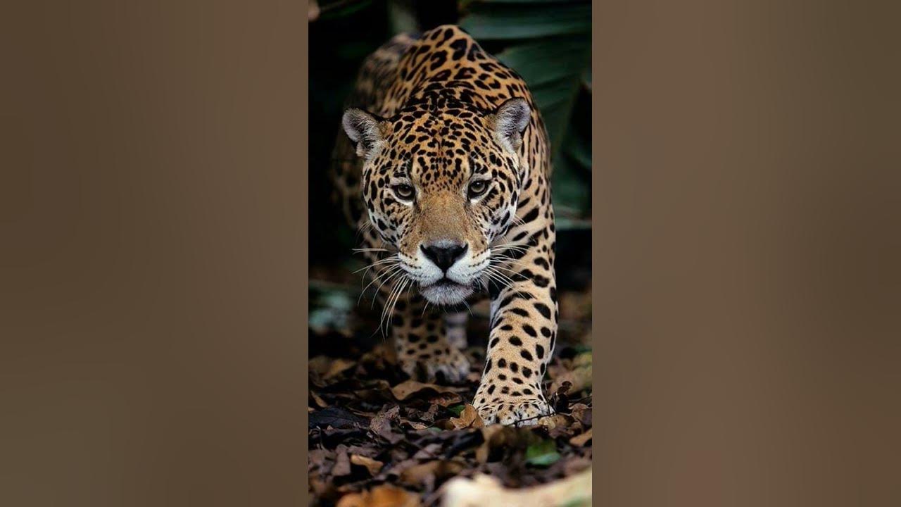 group of jaguarsshorts facts funfacts sciencefacts science animalfacts YouTube
