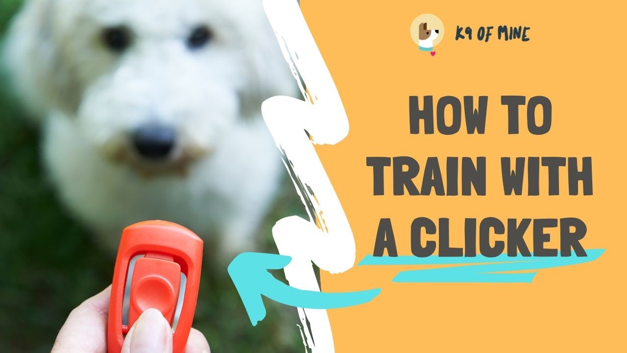 Clicker Training Explained: The Fastest Way to Teach Behaviors (For Beginners)