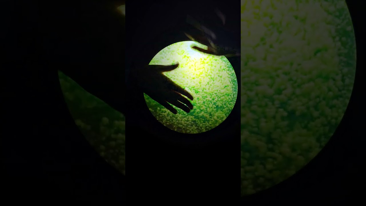Darbuka Video Art with Green Particles ✨🥁