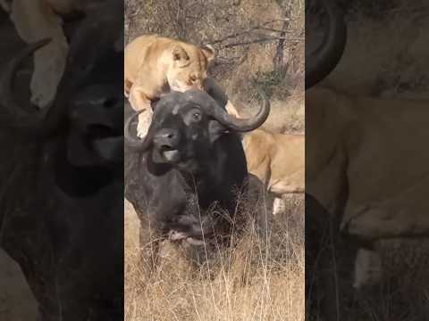 3 Lions Bring Down Buffalo