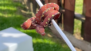 Baby green tree python unboxing and set up