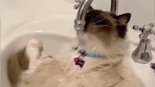Funny Pets to Brighten Up Your Day 🥰 [Funny Pets]