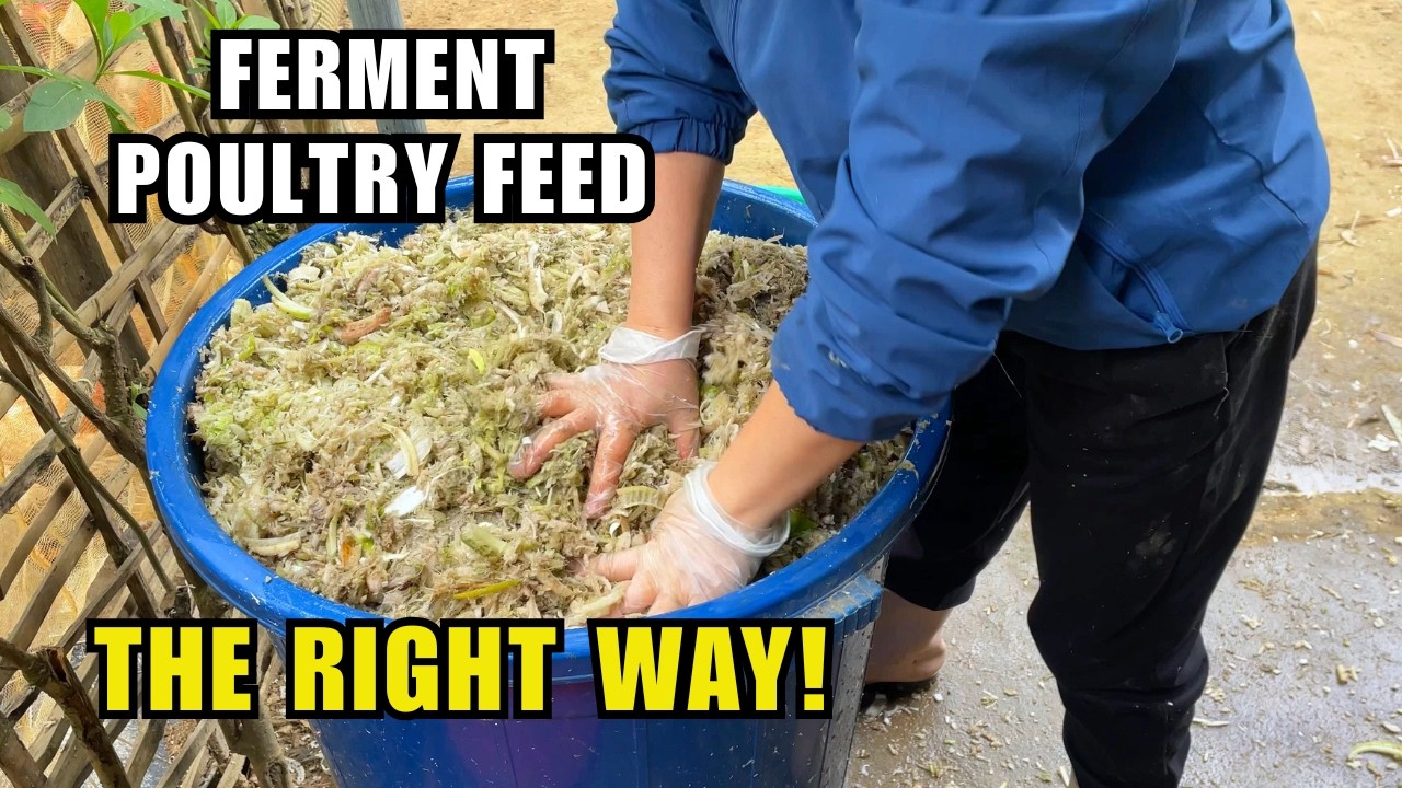 The Right Way to Ferment Poultry Feed Avoid This Mistake!