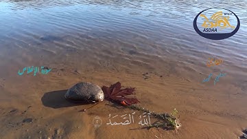 سورة الاخلاص | القارئ سليم محمد | ستوديو أصداء