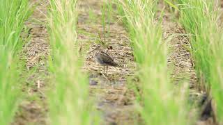 ♪鳥くん野鳥動画(千葉県我孫子市手賀沼)警戒して頸をのばしフリーズするタシギJO6A7975