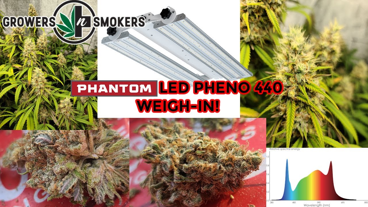 Phantom LED PHENO 440W  MediKush weigh-in Ep 04