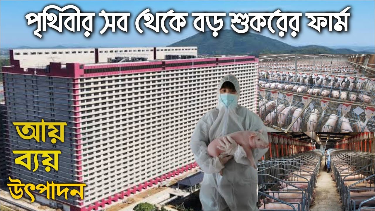 Biggest Pig Farm In The World YouTube biggest-pig-farm-in-the-world-youtube