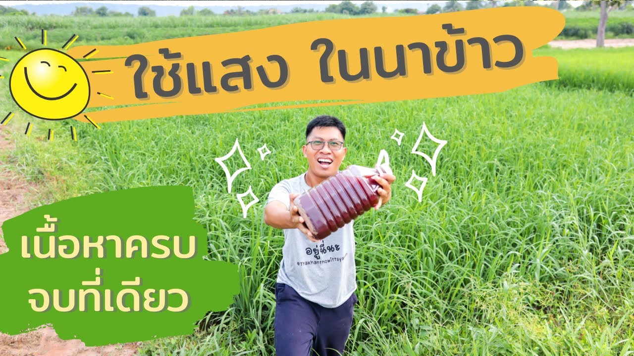 วิธีใช้จุลินทรีย์สังเคราะห์แสงในนาข้าว 🌾🌾🌾