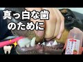 【犬の歯磨き】歯を白く保つために歯磨きを頑張るドーベルマン《doberman》仕上げはお母さん♬