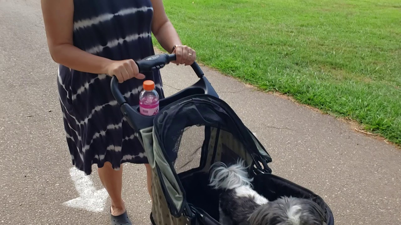 Gizmo and his new stroller